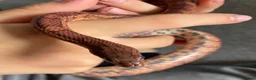 Corn Snake reptiles for sale: Corn Snake (Wild Type) - Advert 7