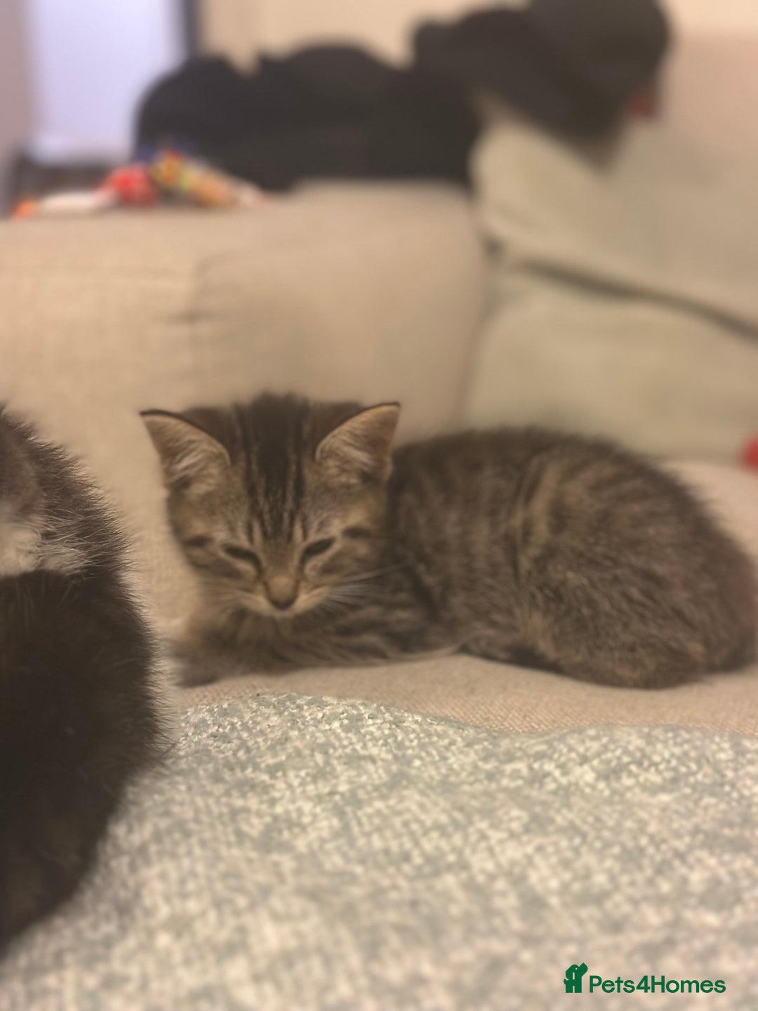 Mixed Breed cats for sale: Persian mixed bread kittens  - Advert 7