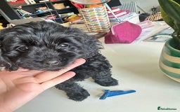 Cavapoo dogs for sale: Black and solid Red Cavapoo therapy pups for sale  - Image 22