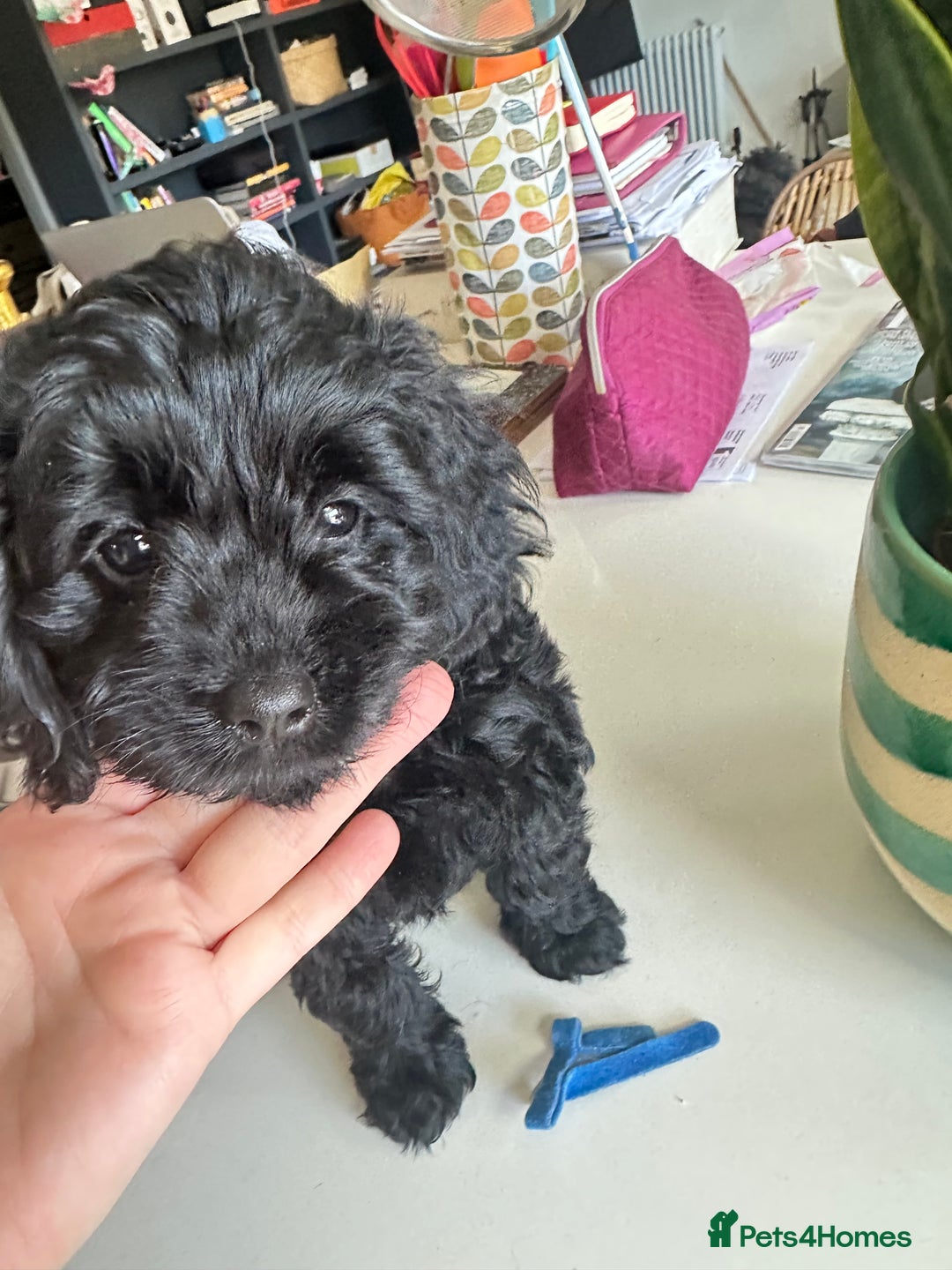 Cavapoo dogs for sale: Black and solid Red Cavapoo therapy pups for sale  - Image 22