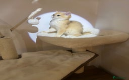 British Shorthair cats for sale: 💕Rare Show Quality Golden BRI ny12 Girl 💕 - Image 10