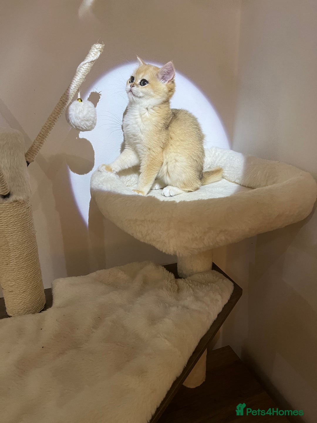 British Shorthair cats for sale: 💕Rare Show Quality Golden BRI ny12 Girl 💕 - Image 10