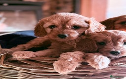 Cavapoo dogs for sale: Beautiful Cavapoo Pups  - Image 6