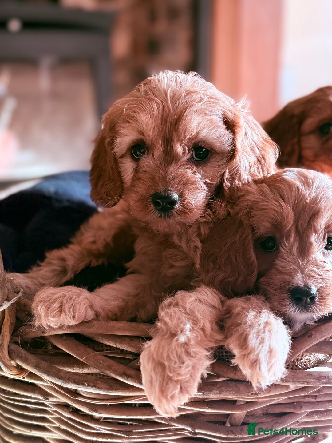 Cavapoo dogs for sale: Beautiful Cavapoo Pups  - Image 6