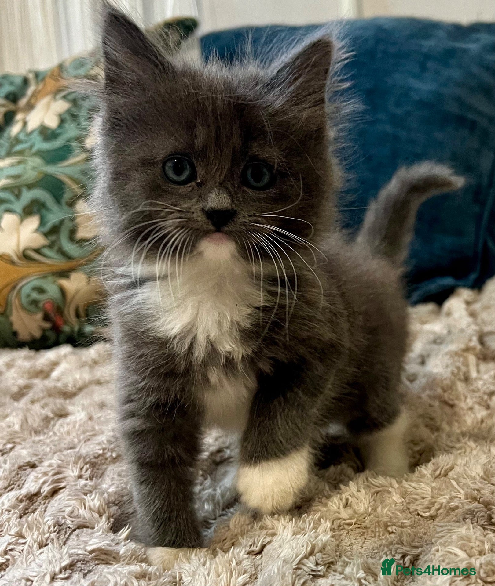 Mixed Breed cats 6 Fluffy Ragdoll Cross Kittens 3 Boys & 3 Girls 🐾 - Advert 1