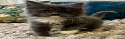 Mixed Breed cats for sale: 6 Fluffy Ragdoll Cross Kittens 3 Boys & 3 Girls 🐾 - Advert 1