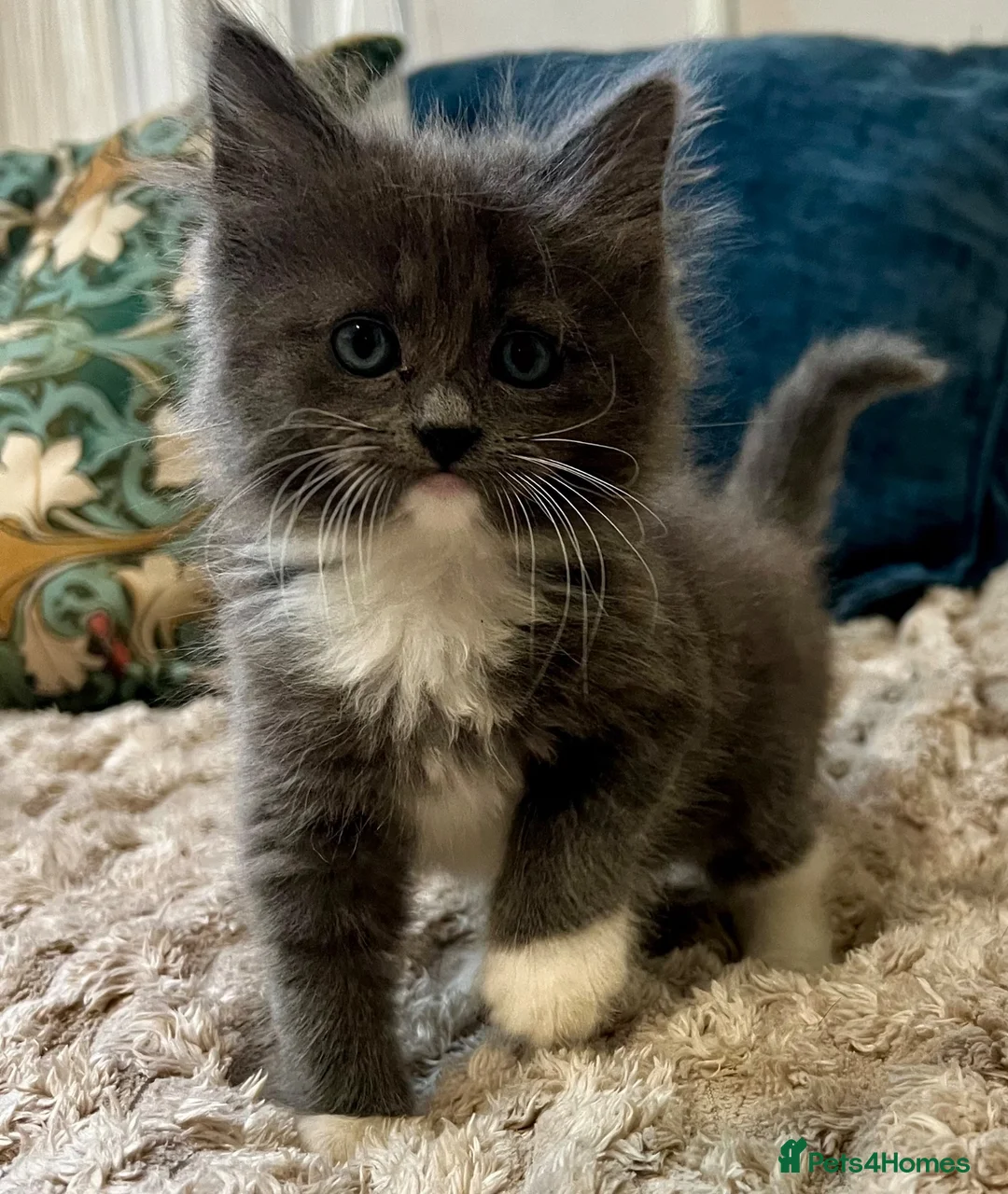 Mixed Breed cats for sale: 6 Fluffy Ragdoll Cross Kittens 3 Boys & 3 Girls 🐾 - Advert 1