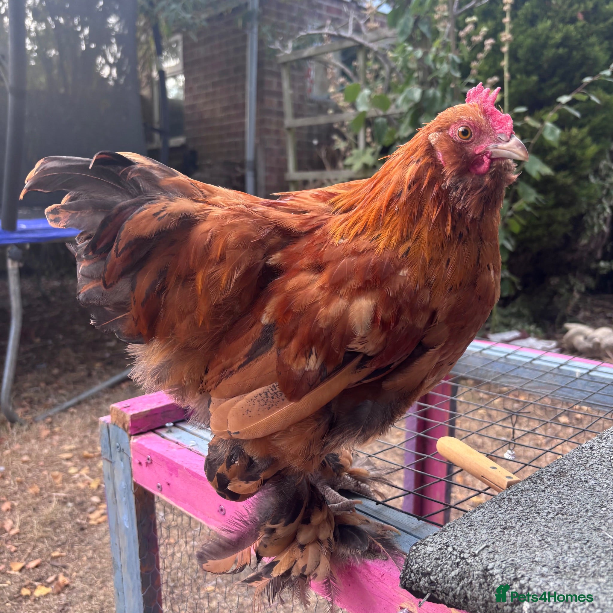 Chickens poultry Young bantam cockerels for rehome - Advert 3