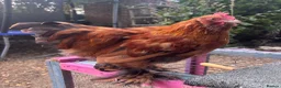 Chickens poultry for sale: Young bantam cockerels for rehome in Dereham - Advert 1