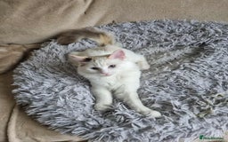 Ragdoll cats for sale: Ragdoll kittens  - Image 15
