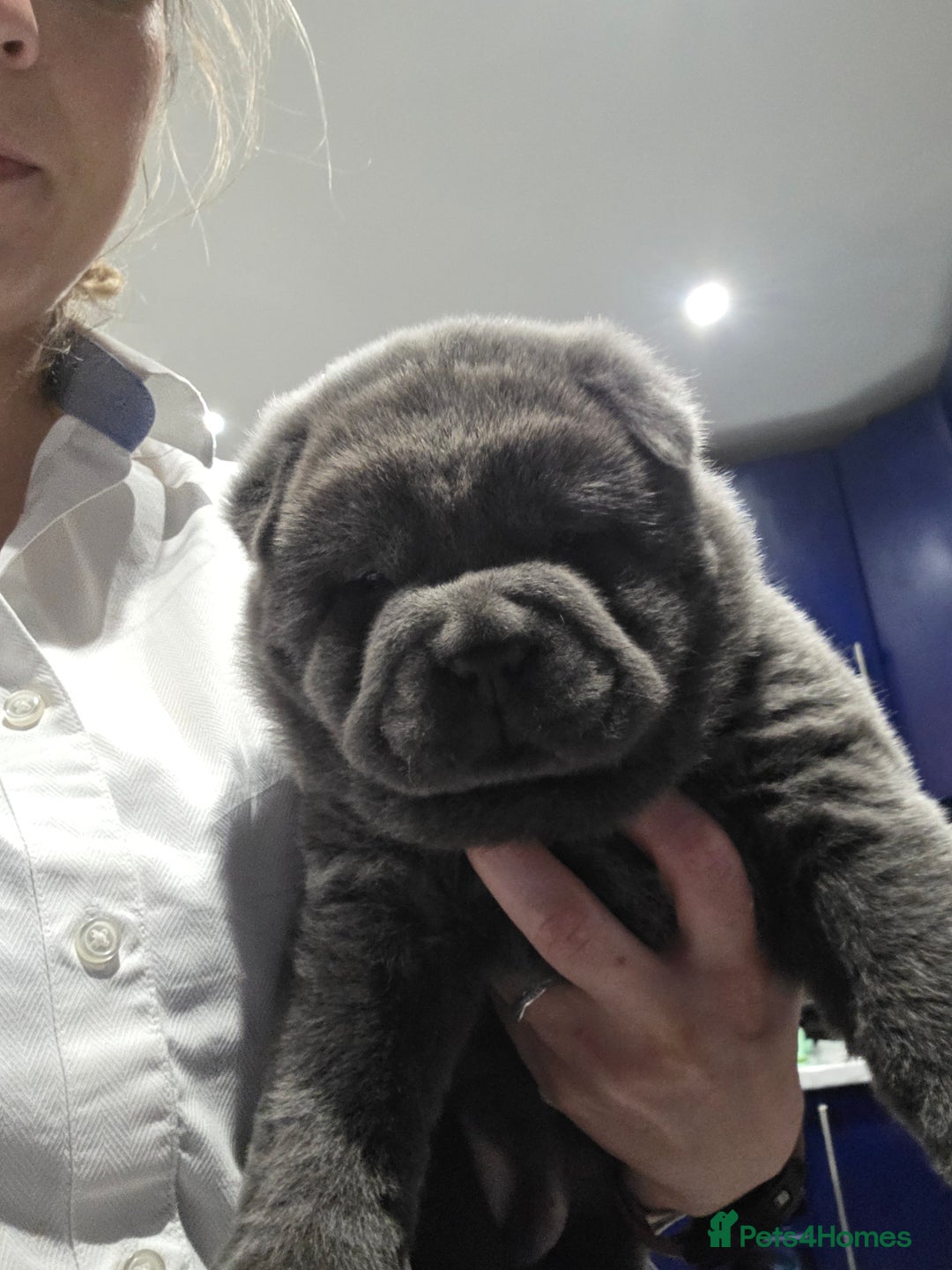 Chow Chow dogs for sale: 7 beautiful chow chow  - Advert 10