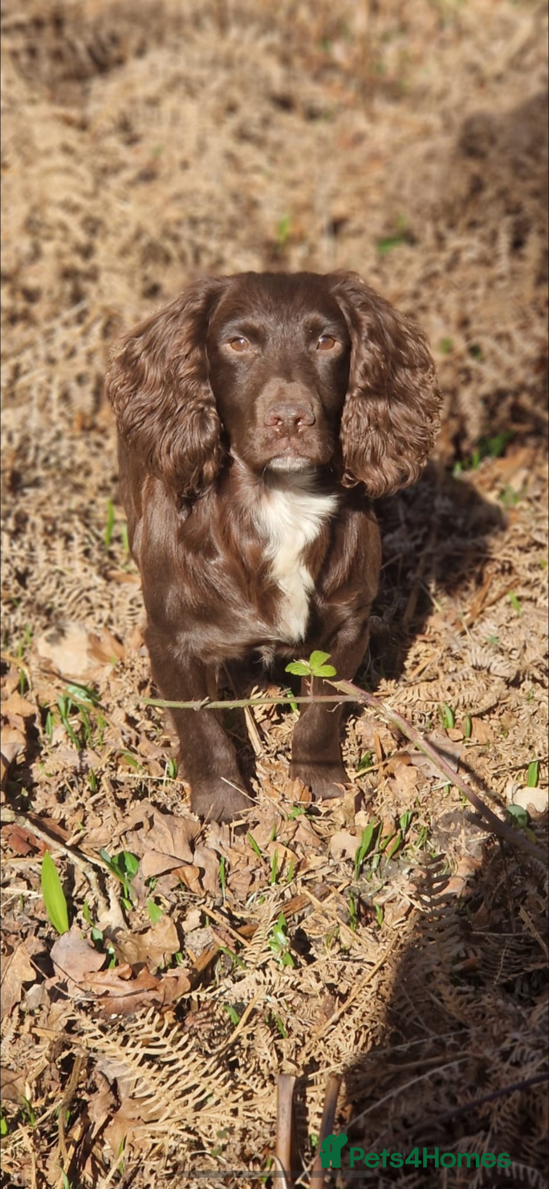 Cockerdor dogs for sale: Quality litter of cockerdors Blacks £450 Gold £550 - Image 8