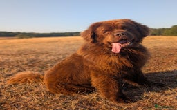 Newfoundland dogs for stud: Brown newfoundland stud  in Alcester - Image 38