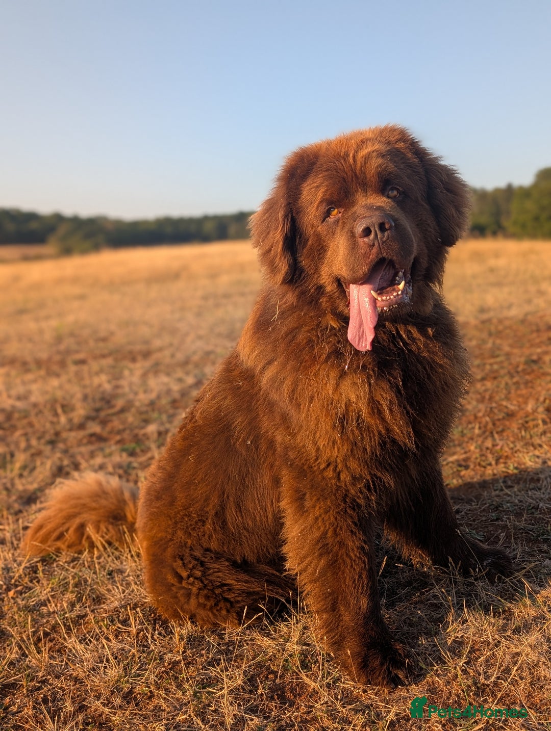 Newfoundland dogs for stud: Brown newfoundland stud  in Alcester - Image 38