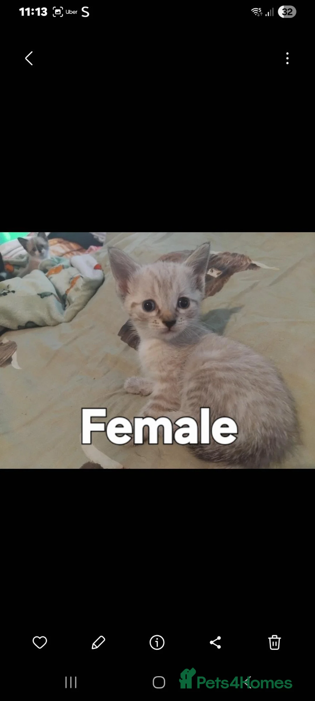 British Shorthair cats for sale: X 6 kittens for sale  - Advert 7