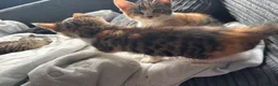 Mixed Breed cats for sale: 🐱 Six Kittens Looking for Loving Homes! 🐾 - Advert 18