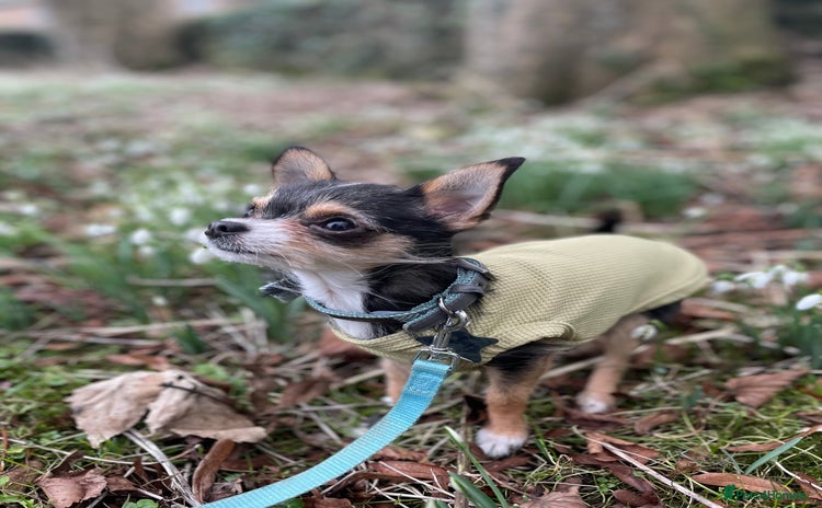 Chihuahua dogs - Advert 7