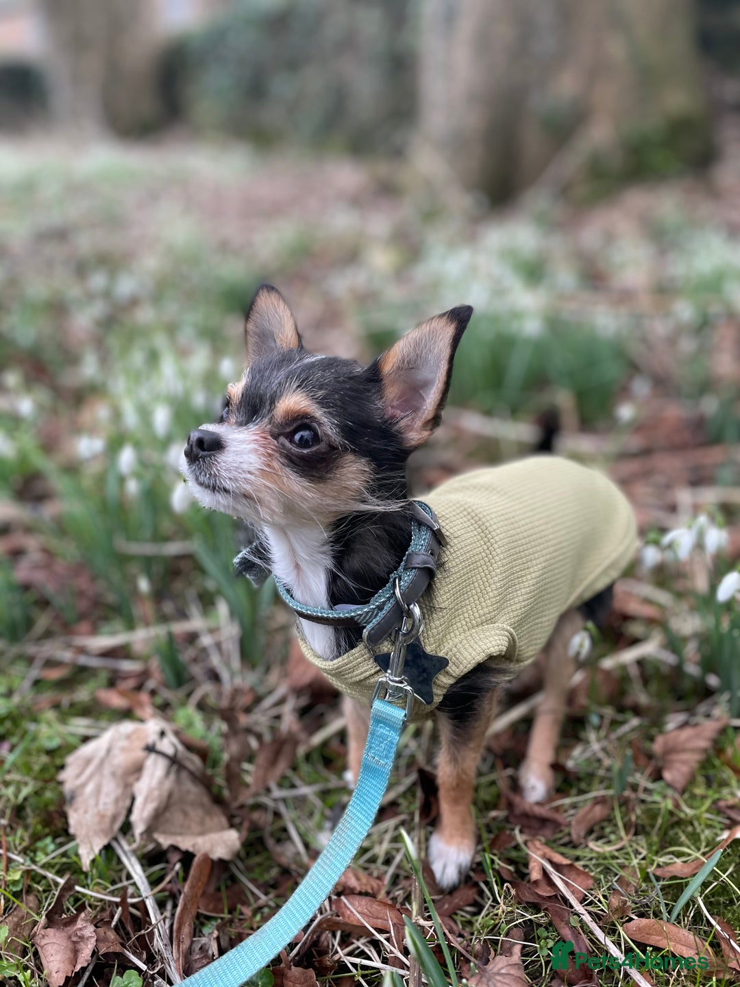 Chihuahua dogs for stud: For Stud only - Image 1