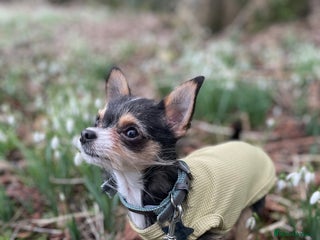 Chihuahua dogs - Advert 7