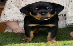 Rottweiler dogs for sale: Premium Quality Rottweiler Puppies - Image 4