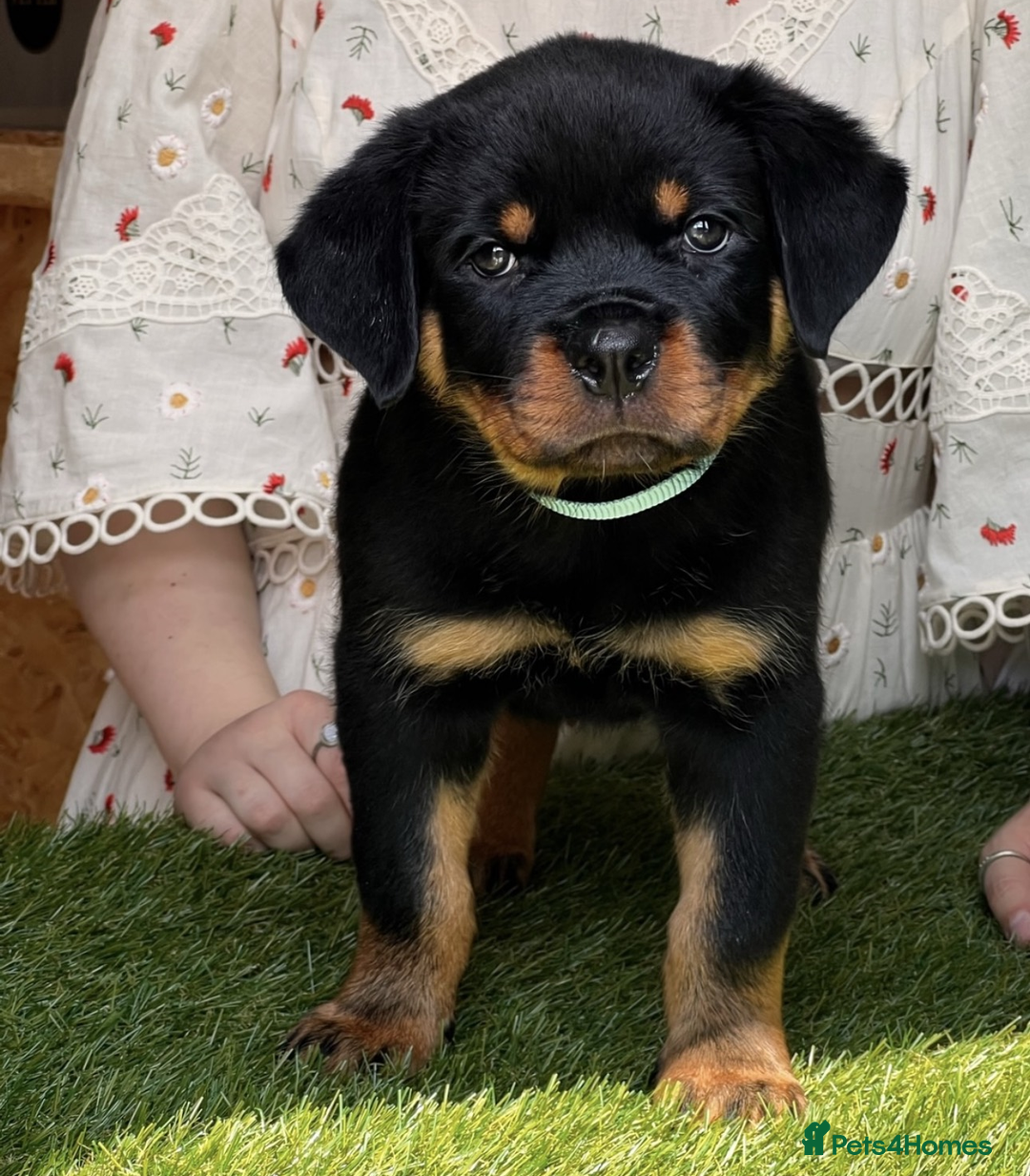Rottweiler dogs for sale: Premium Quality Rottweiler Puppies - Image 4