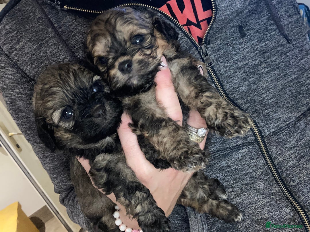 Shihpoo dogs for sale: Payment plans available Toy shihpoo puppies  - Image 22