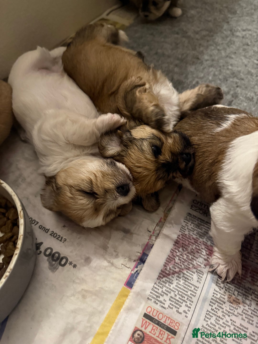 Mixed Breed dogs for sale: Absolutely gorgeous lhatese puppies - Advert 18