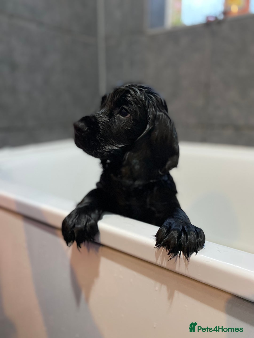 Cocker Spaniel dogs for sale: Superb Quality Royal KC Cocker Spaniel Puppies - Advert 22