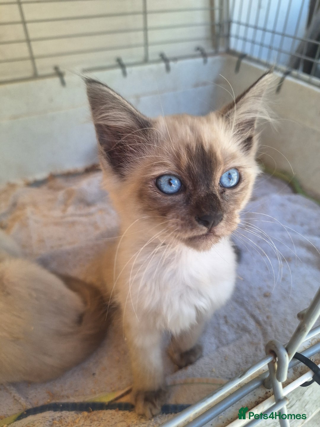 Siamese cats for sale: 2 beautiful siamese kittens  - Image 6
