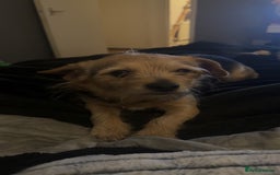 Chorkie dogs for sale: Male chorkie  - Image 4