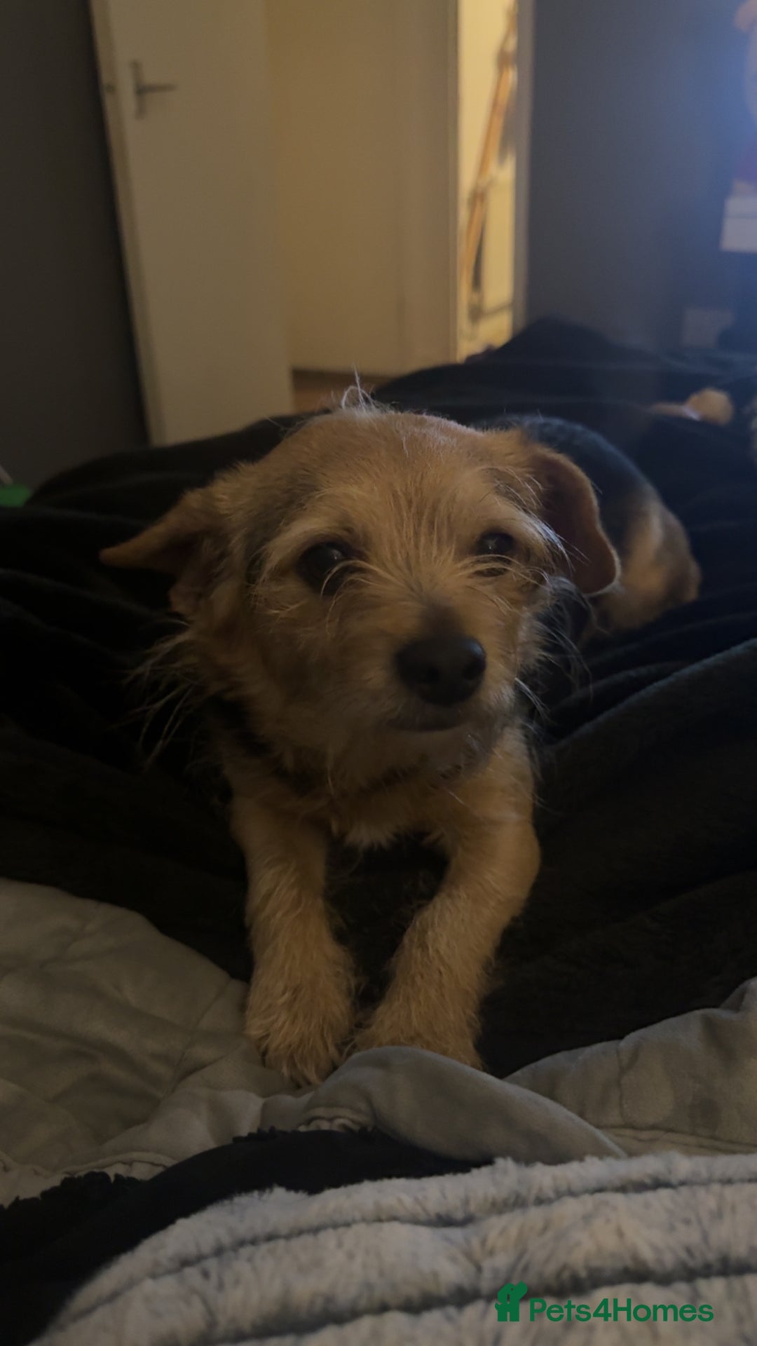 Chorkie dogs for sale: Male chorkie  - Image 4