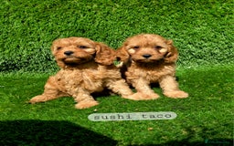 Cavapoo dogs for sale: Ready soon, TOY F1 RED CAVAPOOS DNA CLEAR - Image 9