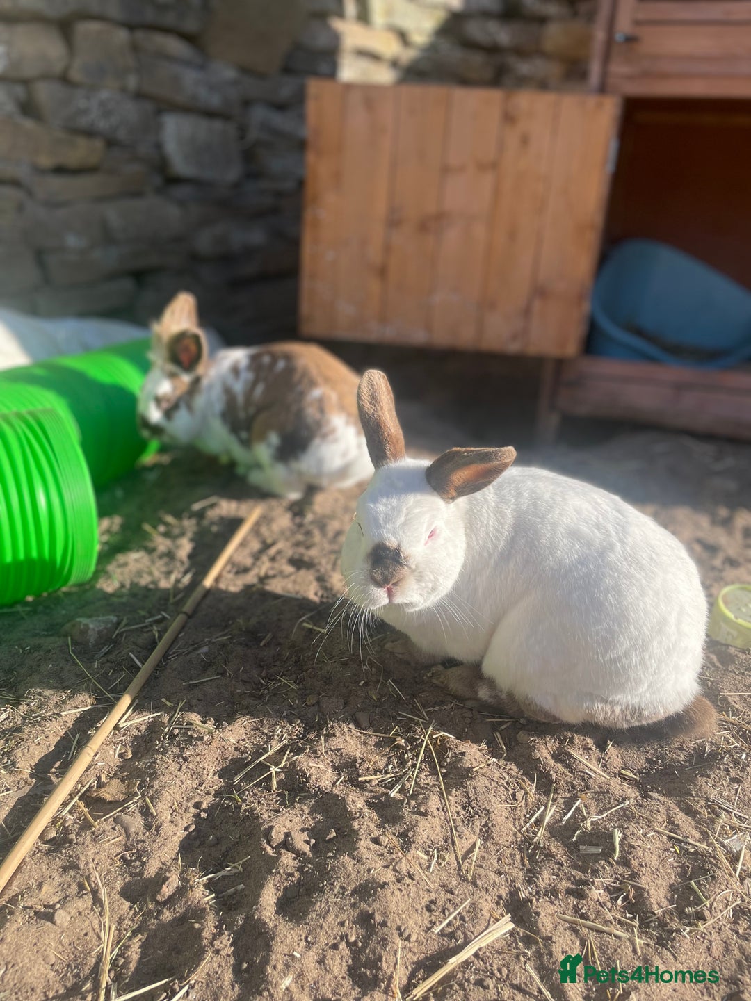 English Spot rabbits for sale: Bonded pair male and female around 4 years - Image 7