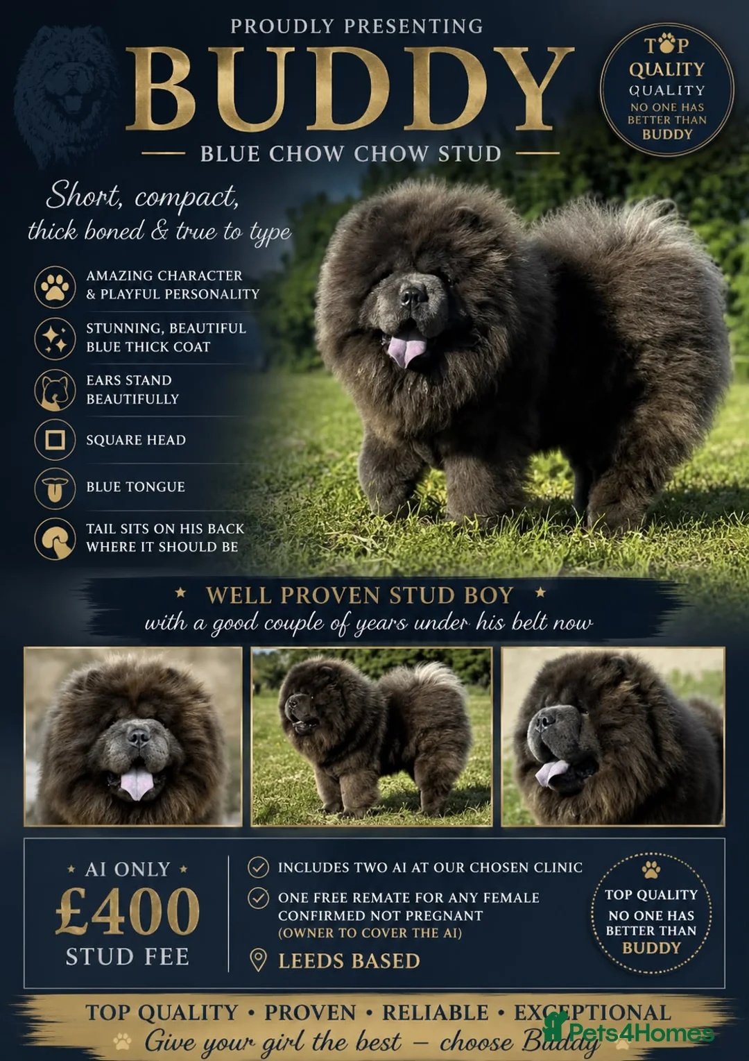 Chow Chow dogs for stud: Buddy the blue chow chow - Advert 1
