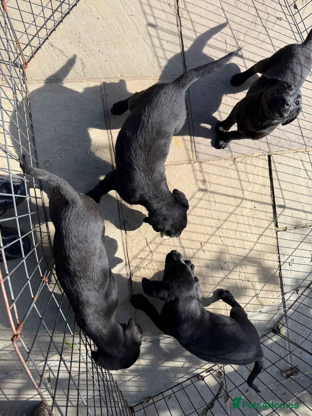 Labrador Retriever dogs for sale: Stunning black Labrador puppies  - Image 6