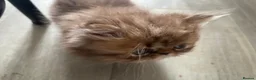 Persian cats for sale: Beautiful PURE Persian Kittens 5 Available  🐾❤️ - Advert 12