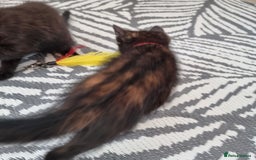 Mixed Breed cats for sale: Norwegian x pixiebob kittens mix available  - Image 24