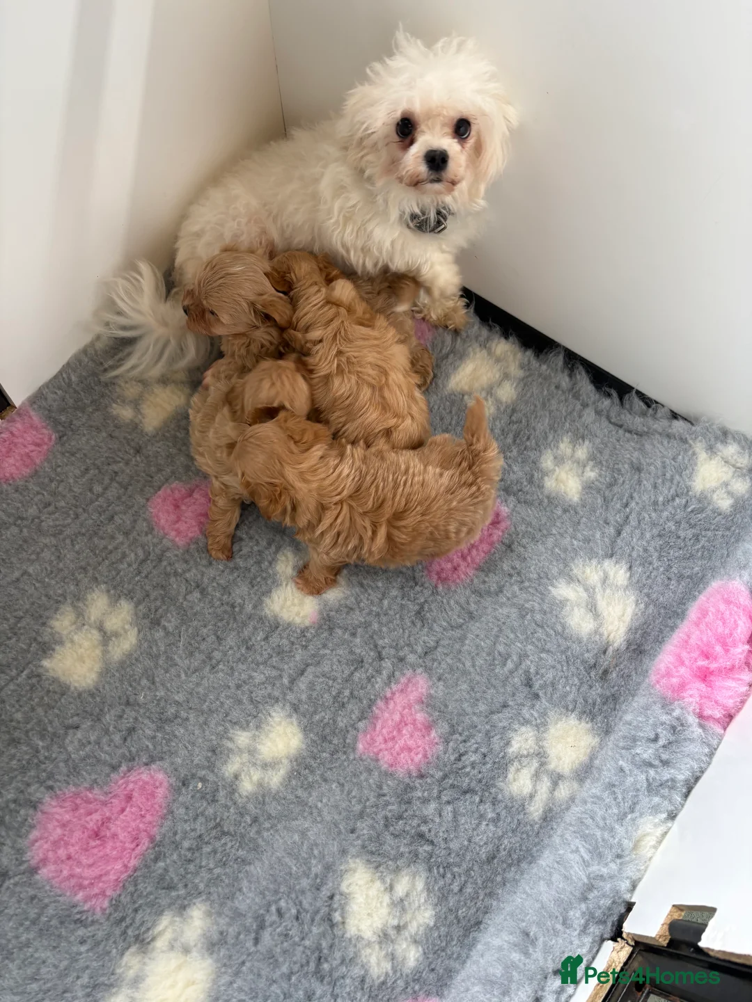 Maltipoo dogs for sale: 🤩 3 stunning F1 Maltipoos 🤩 - Advert 6