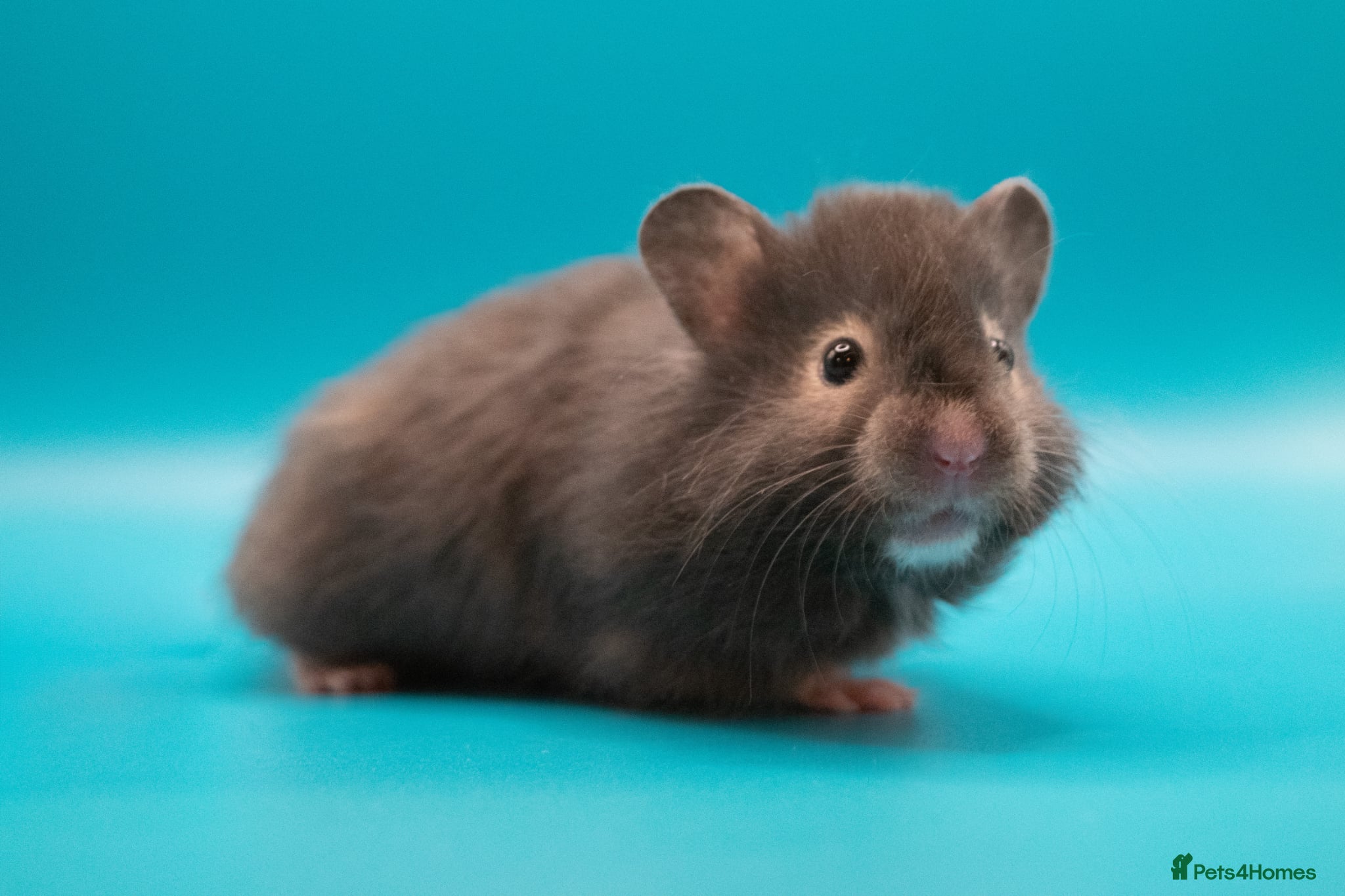 Hamster rodents for sale: Male Long Haired Pedigree Syrian Hamster Pups  - Advert 8