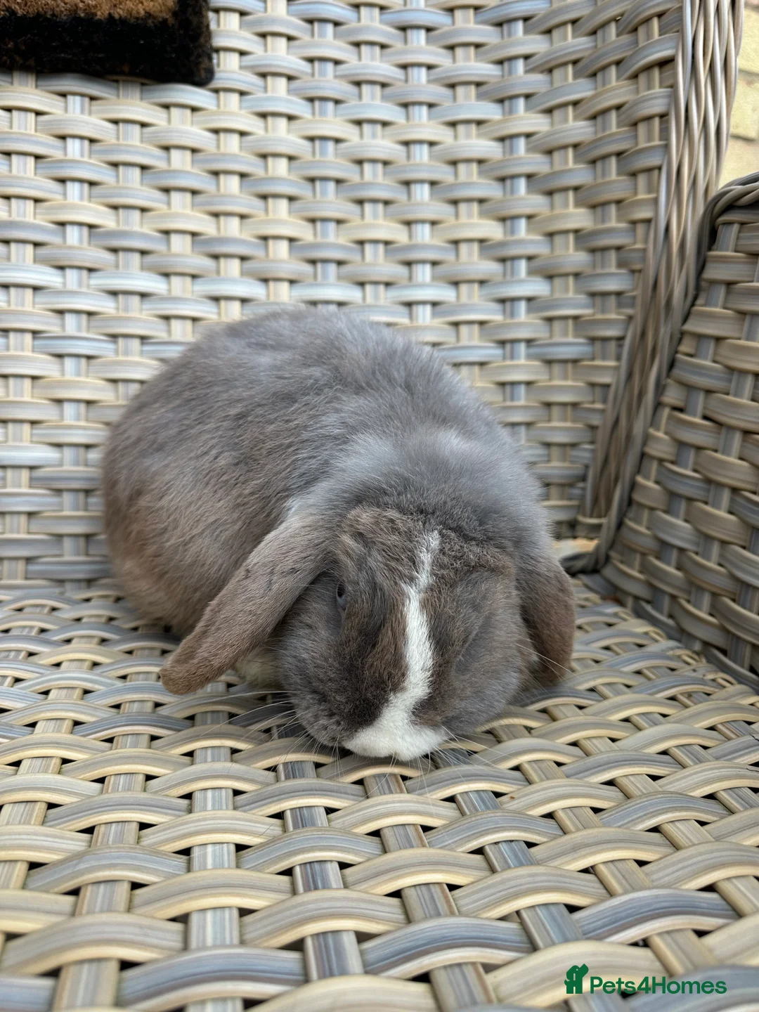 Mini Lop rabbits for sale: 11 month old mini lop buck. - Advert 7