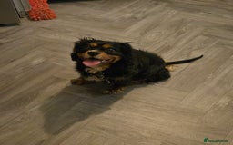 Mixed Breed dogs for sale: *UPDATE* 3x purebred dogs for rehoming - Image 3