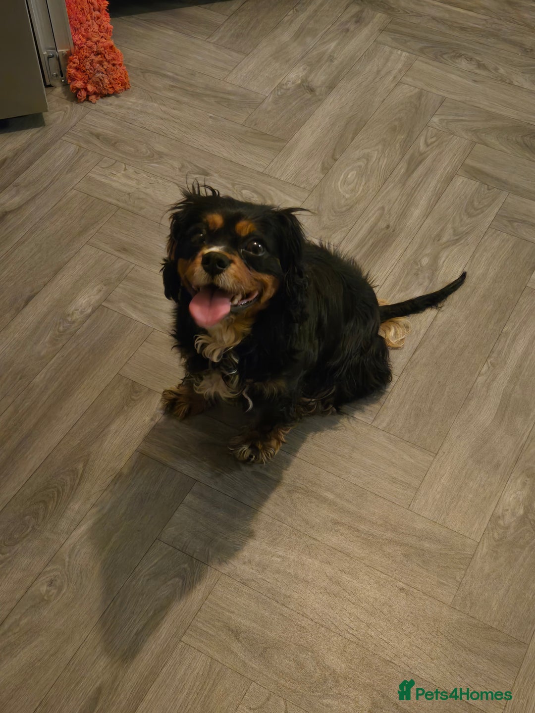 Mixed Breed dogs for sale: *UPDATE* 3x purebred dogs for rehoming - Image 3