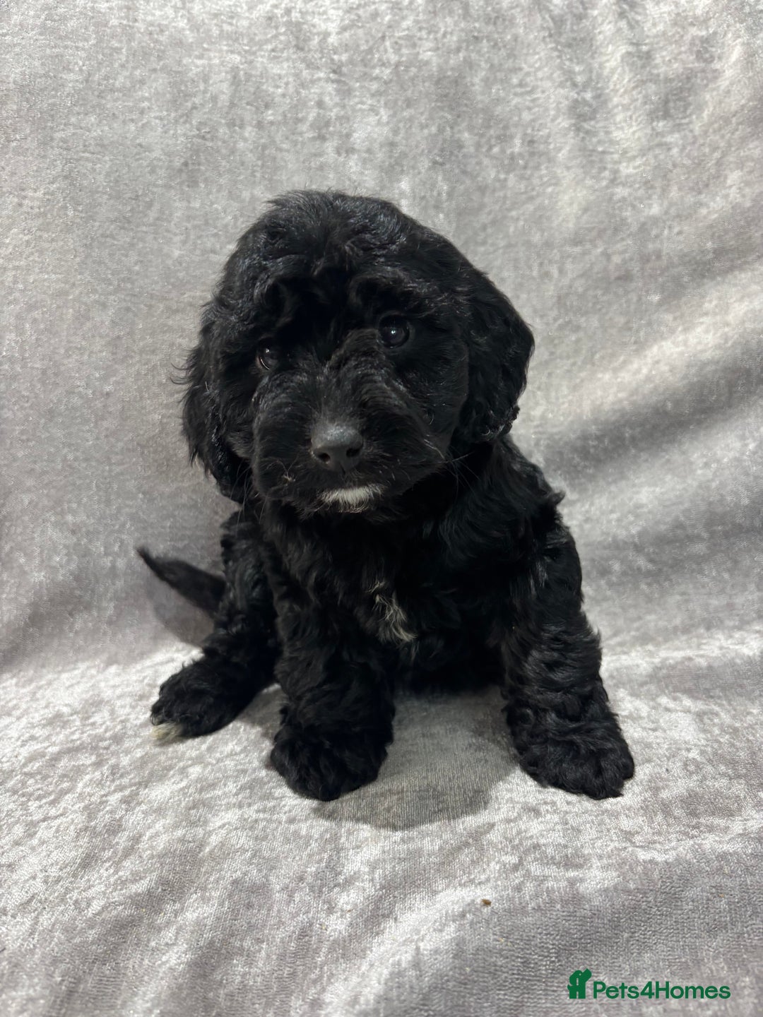 Cockapoo dogs for sale: Gorgeous Cockapoo Puppies  - Advert 9