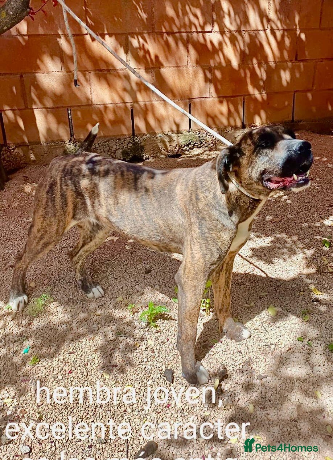 Mixed Breed dogs for adoption: ‼️🚨URGENT🚨‼️ ALMA🩷🐾 - Advert 8