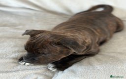 Staffordshire Bull Terrier dogs for sale: 🩷Last 1 remaining beautiful Staffy Brindle Girl🩷 - Image 8