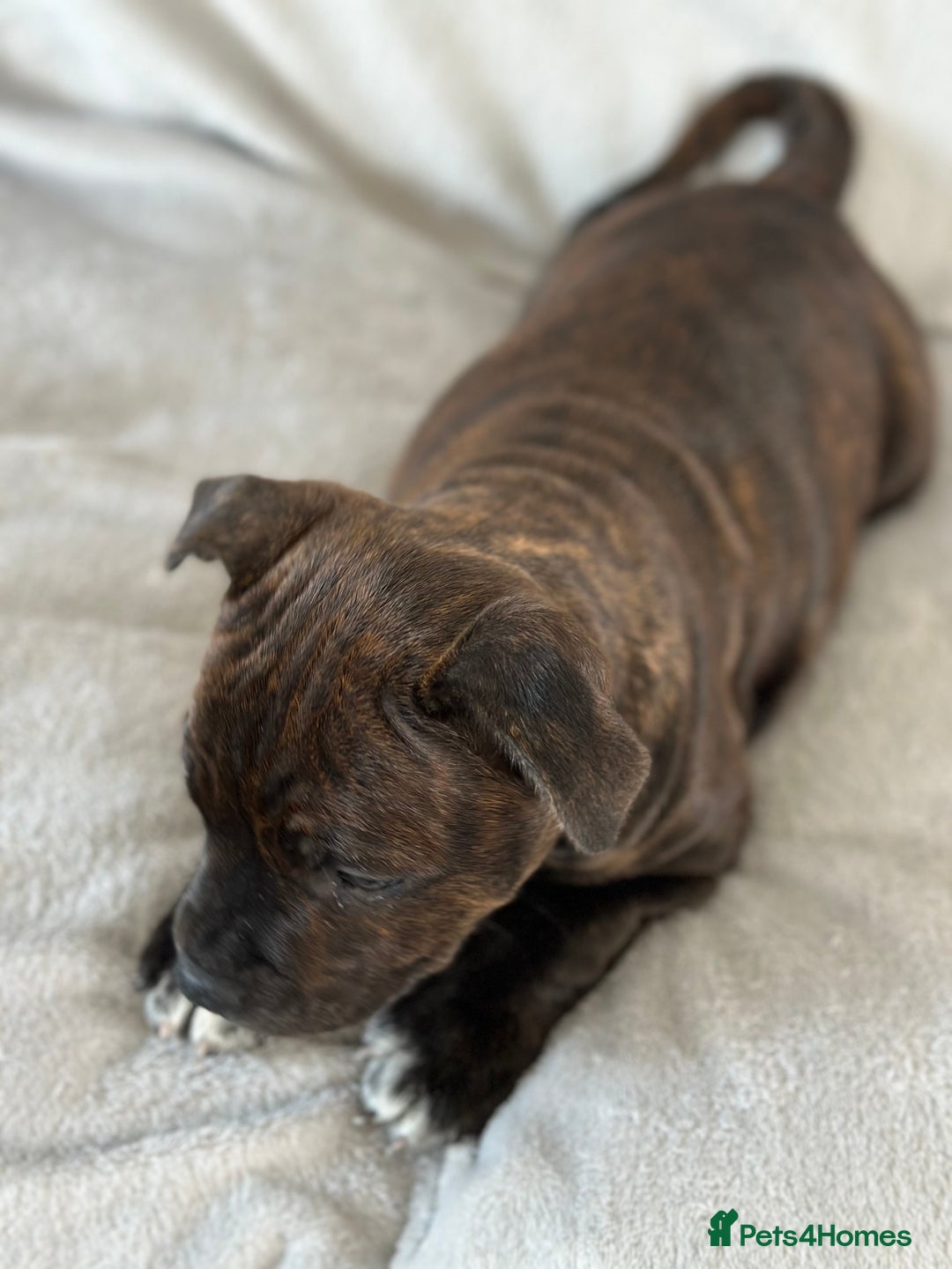 Staffordshire Bull Terrier dogs for sale: 🩷Last 1 remaining beautiful Staffy Brindle Girl🩷 - Image 8