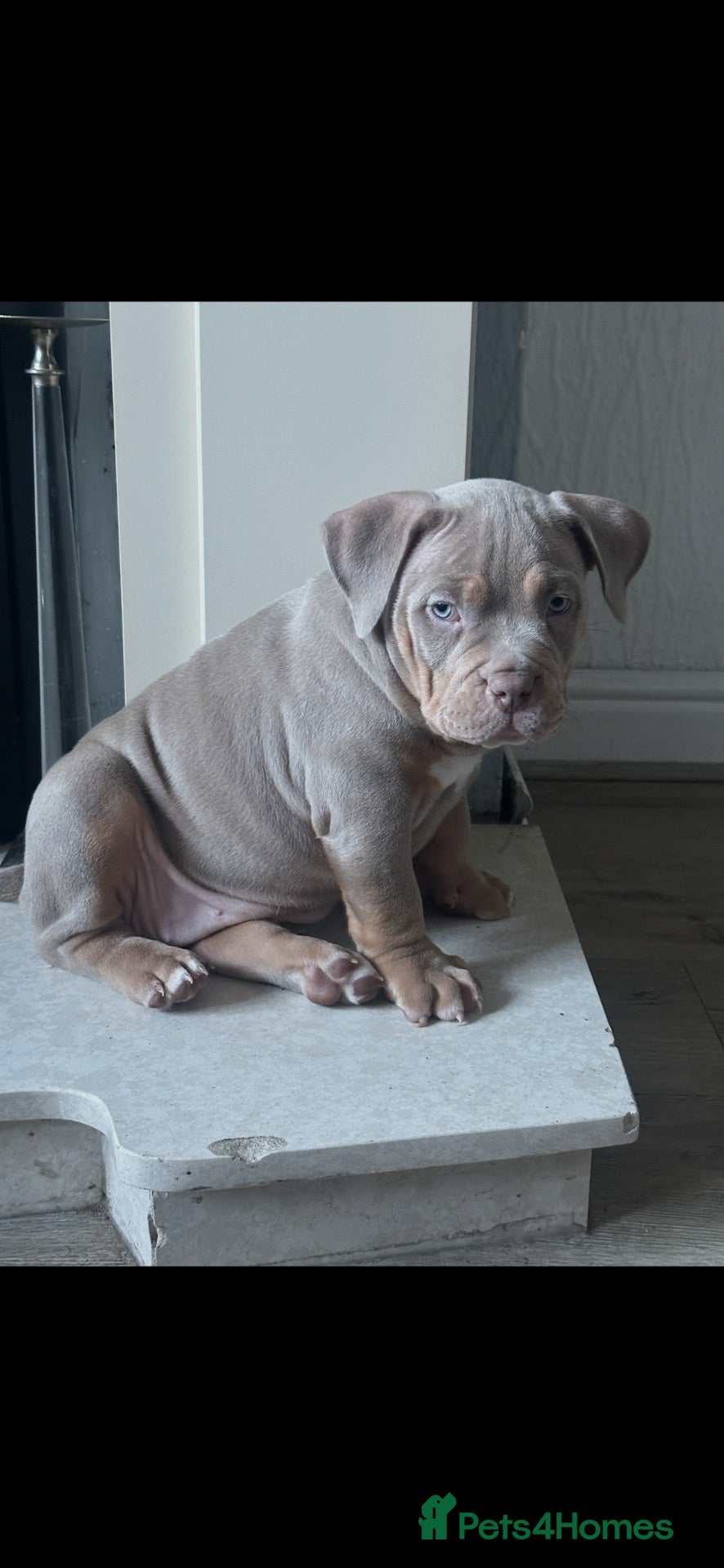 American Bulldog dogs Female Pocket Bully Puppy - Advert 6