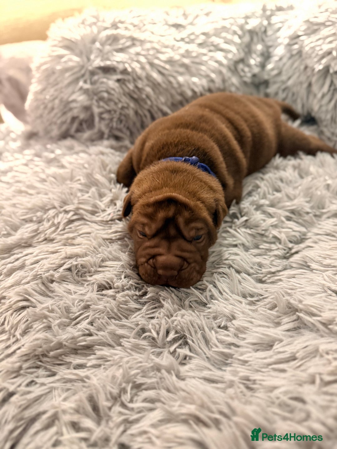 Mixed Breed dogs for sale: Gawjuss Bullpei Puppies 🐶 - Advert 17