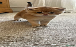 British Shorthair cats for sale: Gccf NY12 kittens world champion lines - Advert 9