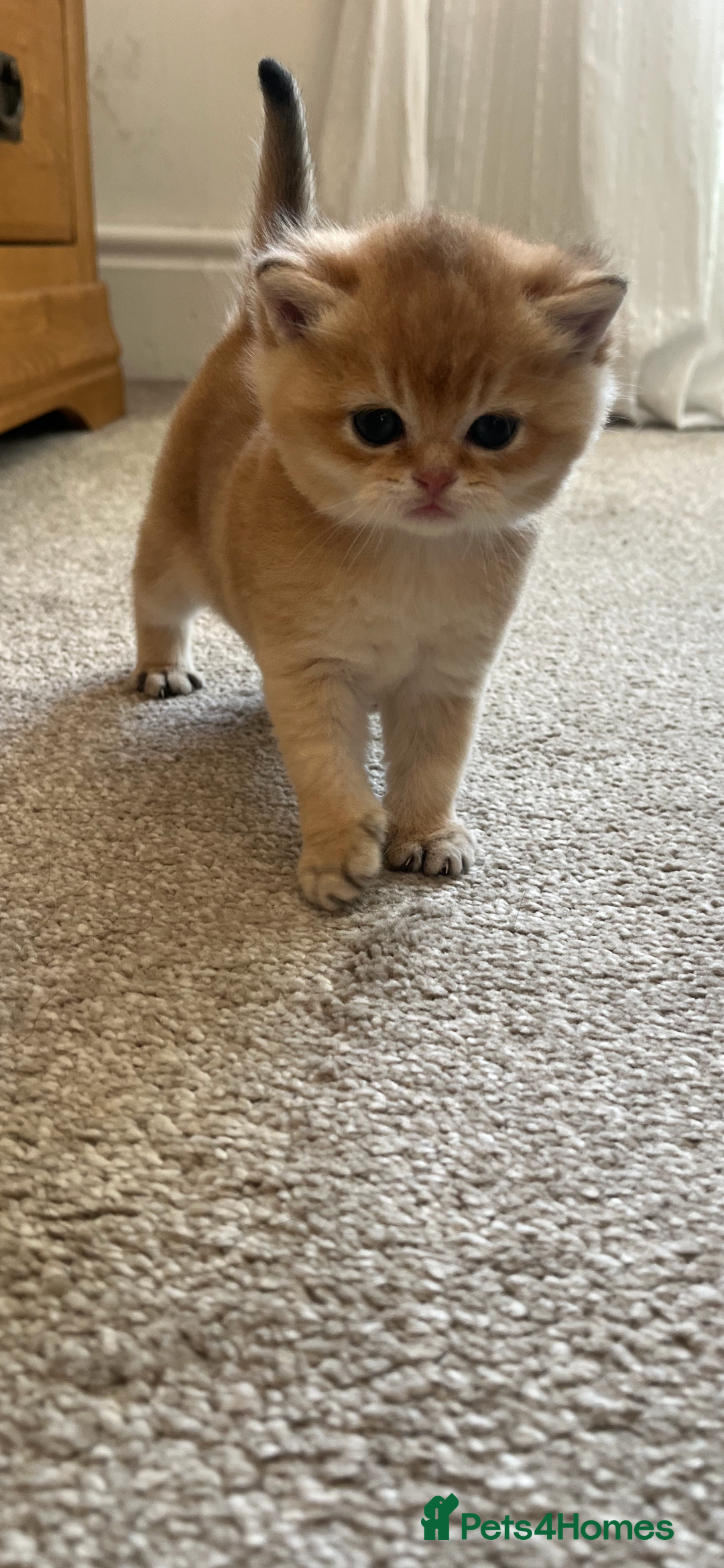 British Shorthair cats for sale: Gccf NY12 kittens world champion lines - Advert 9